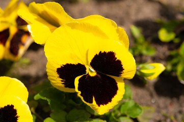 Top view of a pansy flower with yellow petals and black spots