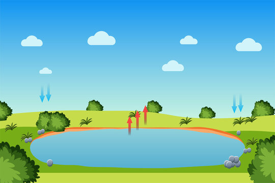 Water cycle process with a pond and blue sky. Evaporation, condensation, and precipitation process infographic diagram for the study. Green field with bushes and a little pond for water evaporation.