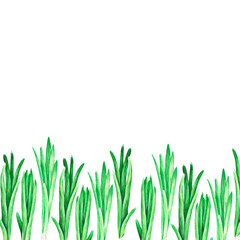 Fototapeta premium Green onions banner. Watercolor illustration. Isolated on a white background. For your design.