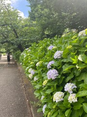 Hydrangea season summer blossom shots, with full greenery walk path, year 2022 June 9th, sunny...