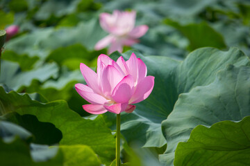 Pink lotus flower and green lotus leaves.