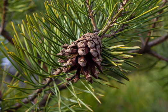 Pine cones on branches with needles on the tree in the forest