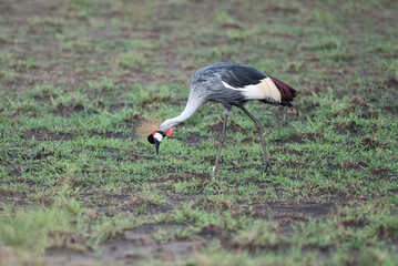 grey crowned crane in natural habitat (balearica regulorum)