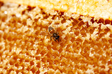 Apiculture - Abeille mellifère léchant du miel sur un cadre de hausse après la récolte