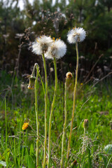 dandelion mother and stepmother,Coltsfoot, Tussilago farfara, flowers in the spring forest