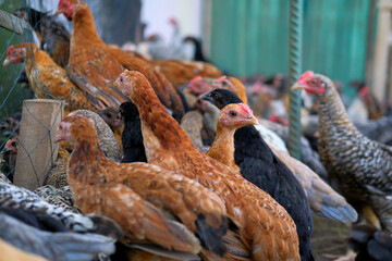 A group of chickens on the farm, organic chicken farm concept