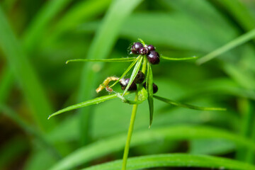 The bulbils of the coralroot, Cardamine bulbifera, in spring. In the spring forest, in the natural environment