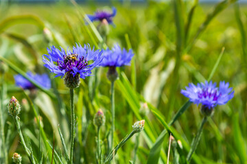 Cornflower, Centaurea cyanus, Asteraceae. Cornflower Herb or bachelor button flower in garden
