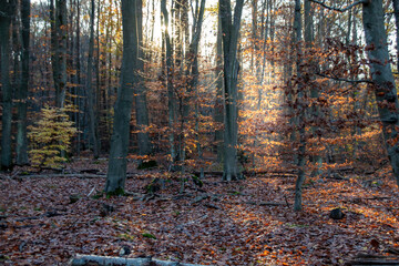 autumn forest in the morning