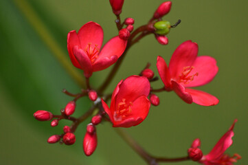 High Angle View Red Tiny Flowers Of Peregrina Or Spicy Jatropha Or Jatropha Integerrima