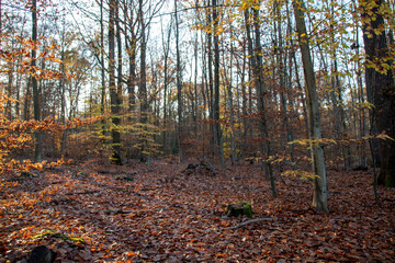autumn forest in the morning