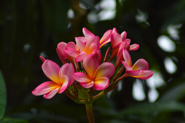 Sweet Red Yellow A Bunch Of Blooming Frangipani Or Plumeria Rubra Flowers Grow In The Garden