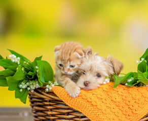 Goldust Yorkshire terrier puppy and tiny kitten sit together inside basket between lilies of the...