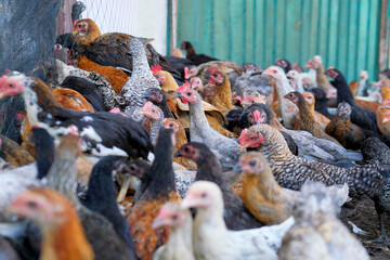 A group of chickens on the farm, organic chicken farm concept