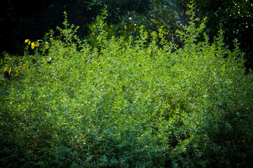 Fototapeta premium Artistic View tiny Leaves Of Texas Ranger Or Texas Sage Or Leucophyllum Frutescens Plants In The Garden