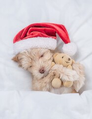 Goldust Yorkshire terrier puppy  wearing red santa hat lying on a bed under white blanket at home...