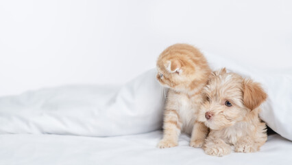 Cute Goldust Yorkshire terrier puppy and ginger kitten sit together under warm blanket on a bed at home and look away on empty space