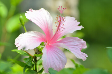 Close Up View Fresh Pink Blooming Hibiscus Rosa-sinensis Or Rose Mallow Flower In The Garden