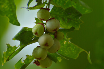 Close Up View Fruits Of Sauropus Androgynus Or Star Gooseberry Or Sweet Leaf Plant