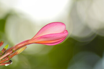 Close Up View Pink And Yellow Fresh Frangipani Or Plumeria Flower Bud