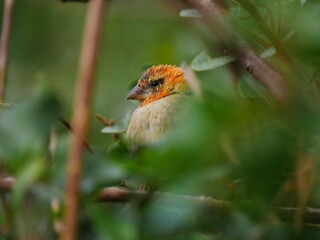 Cute bird with red highlights through foliage