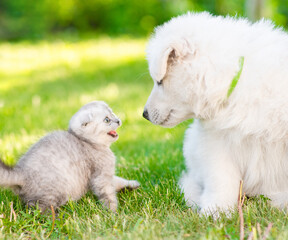 frightened kitten hissing at riendly white Swiss Shepherd`s puppy on green grass at summer park