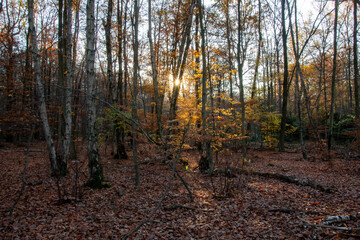 autumn forest in the morning