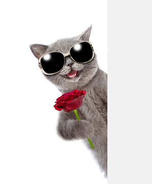 Happy cat wearing sunglasses holds a rose behind a white and blank banner. isolated on white background