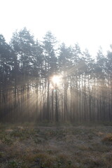 Naklejka premium Sunrays in the misty morning forest