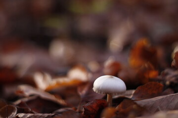 Chilly morning in the autumn forest
