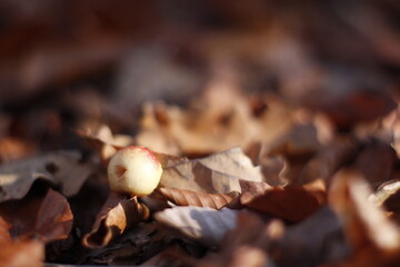 Chilly morning in the autumn forest