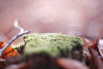 Chilly morning in the autumn forest