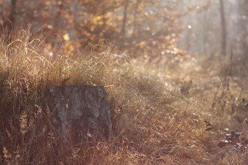 Chilly morning in the autumn forest