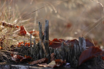 Chilly morning in the autumn forest