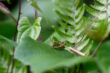葉を食べるバッタのこども