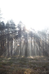 Sunshine flares in the Autumn forest