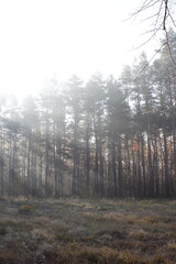 Fototapeta na wymiar Sunshine flares in the Autumn forest