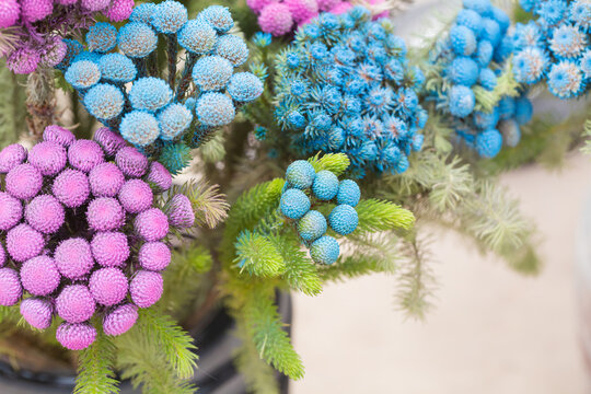 Colored scaly pompom flowers and green leaves，Brunia albiflora 

