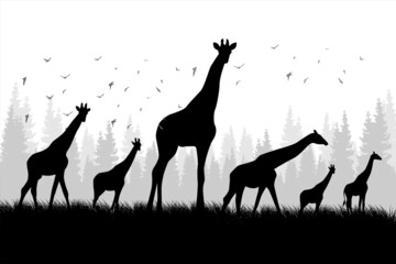 Silhouette of group of giraffes. Illustration of a giraffe walking on grass in the desert