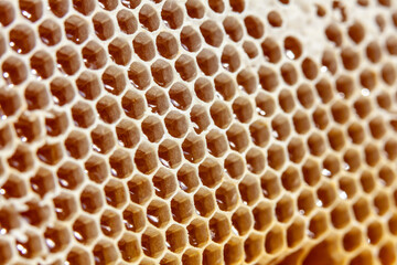 Apiculture - Récolte du miel - Gros plan sur des alvéoles de cire remplies de miel