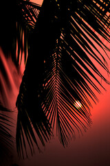 Silhouette of palm tree with sunset sky