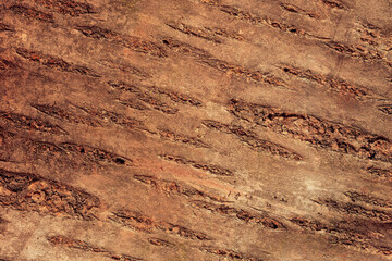 Fruit tree bark texture macro shot