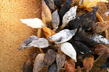 A group of chickens on the farm, organic chicken farm concept