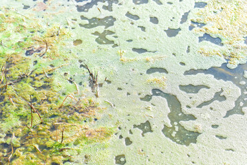 Pollution problem in swamp, Algae blooming