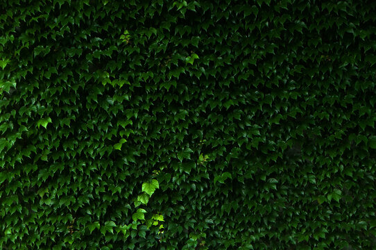 A wall overgrown with green liana and creating a beautiful texture. Ivy background. 
