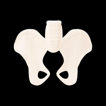 3D Render Of Pubic Bone Element Against Black Background.