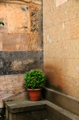Fototapeta na wymiar wall with plants