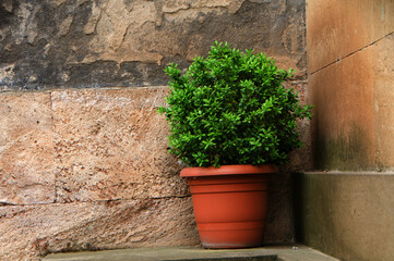 plant in a pot on the wall