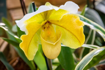 Orchid flower, Yellow Splendid Paphiopedilum