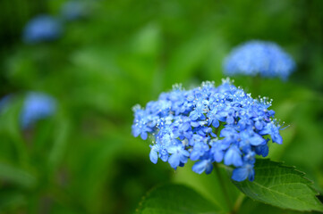 Obraz premium 梅雨に鮮やかな紫陽花
